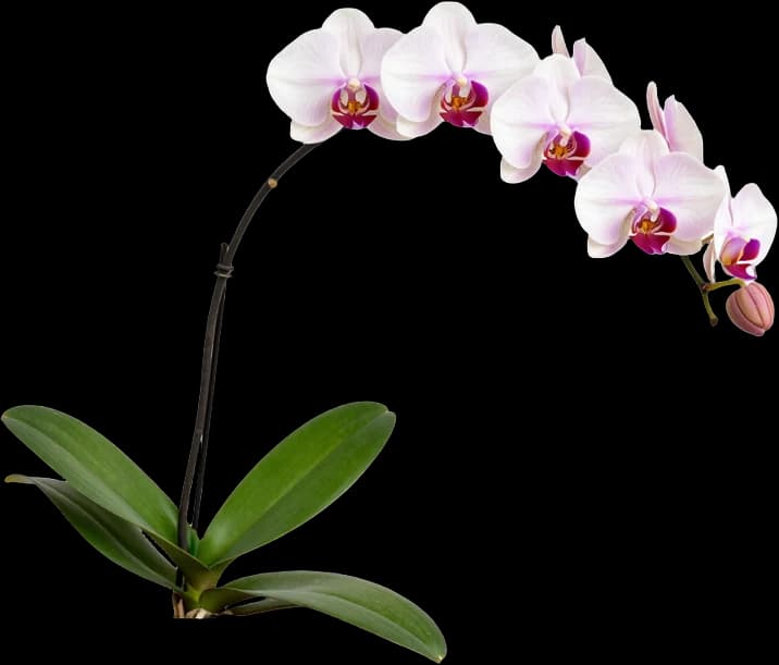 Orquídea branca em haste arqueada, com folhas na base